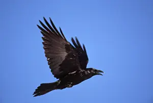 Raven, Hessen, Germany (Corvus corax)