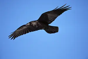Raven, Hessen, Germany (Corvus corax)