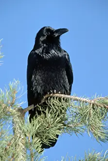 Raven, Hessen, Germany (Corvus corax)