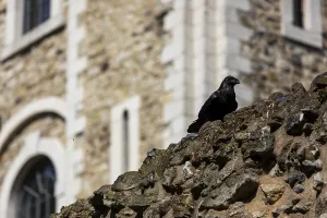 Raven looking out from a stone wall near a historic castle featuring arched windows at The Tower of London