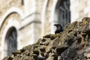 A raven perched on a moss-covered stone wall in front of an ancient building with arched windows at The Tower of London