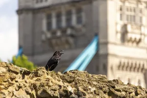 Raven perched on stone with historic building in background at The Tower of London