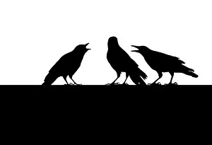 Raven, silhouette