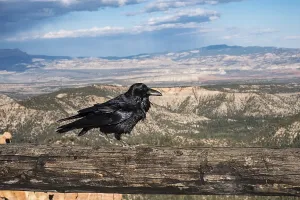 Raven sitting on wooden railing in canyon