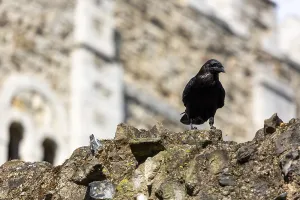 Raven standing atop a rugged stone wall in front of a gothic architectural structure at The Tower of London