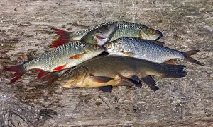 Raw freshwater fish on old wooden board
