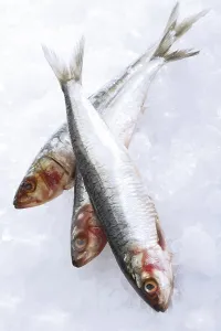 Three raw sardines on crushed ice
