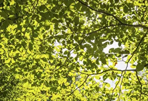 A ray of light falls through the canopy of a beech forest