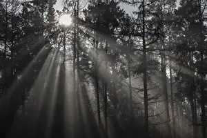 Rays of light in the forest, Emsland
