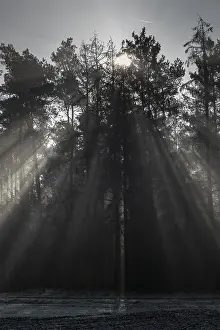 Rays of light in the forest, Emsland