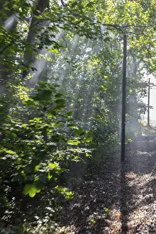 Rays of light penetrate the trees in a quiet forest