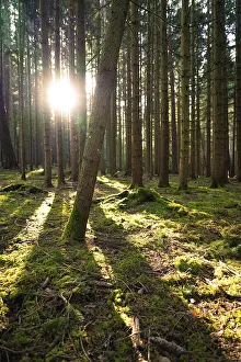 Rays of sunlight break through the tree trunks and create plays of light on the forest floor