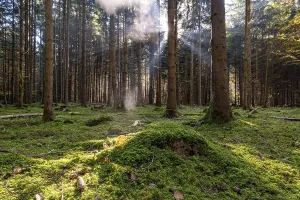 Rays of sunlight falling through the early morning mist