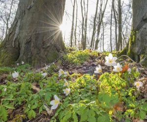 Rays of sunlight falling through the trees