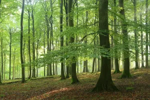 Rays of sunlight in natural beech forest (Fagus sp)
