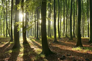 Rays of sunlight in natural beech forest (Fagus sp)