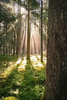 Rays of sunlight penetrate the dense trees of the forest and illuminate the mossy ground