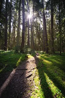 Rays of sunlight penetrate the treetops and cast shadows on a forest path