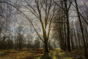Rays of sunlight shine through a large tree onto a quiet forest path