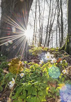 Rays of sunshine fall through the trees
