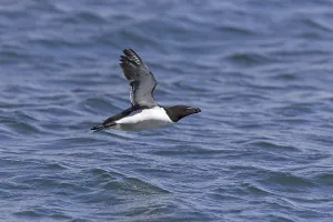 Razorbill (Alca torda) adult, breeding plumage