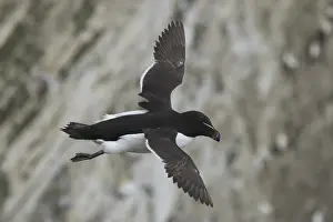 Razorbill (Alca torda) adult seabird bird in flight in summer