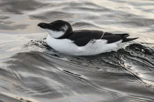 Razorbill, Alca torda, black and white bird swimming in the sea in november