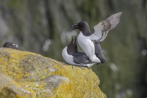 Razorbill (Alca torda), copulation