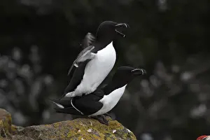 Two Razorbill (Alca torda) mating on a coastal cliff in Latrabjarg