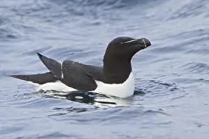 Razorbill (Alca torda), Newfoundland