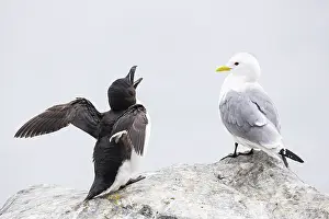 Razorbill (Alca torda) with open beak flapping its wings