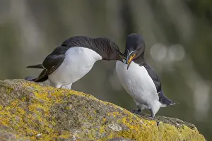 Razorbill (Alca torda), pair interacting with each other