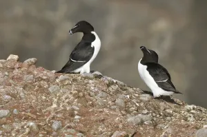 Razorbill (Alca torda), Quebec, Canada