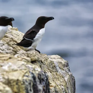 Razorbill (Alca torda) on a rock