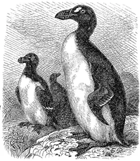 Razorbill (Alca torda), and Spectacled Auk