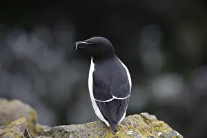 One Razorbill (Alca torda) standing on a coastal cliff in Latrabjarg