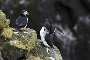 One Razorbill (Alca torda) standing on a coastal cliff in Latrabjarg