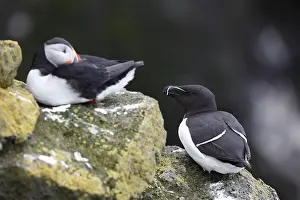 One Razorbill (Alca torda) standing on a coastal cliff in Latrabjarg