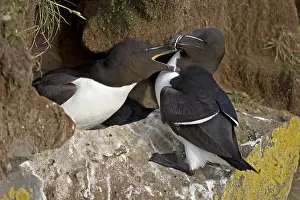 Razorbills (Alca torda) at the breeding area
