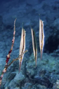 Razorfish (Aeoliscus strigatus), Indonesia, Asia
