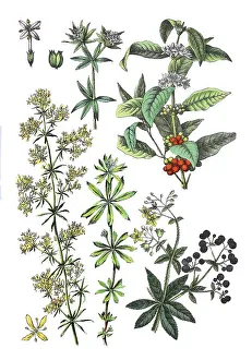 Real bedstraw, yellow bedstraw
