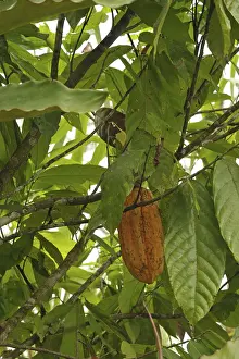 Real cocoa tree (Theobroma cacao)