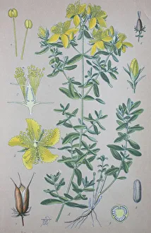Real St. John's wort, Real St