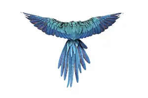 Rear view of a blue-and-yellow macaw