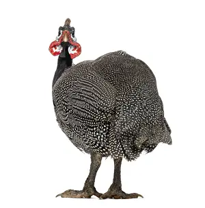 Rear view of a Helmeted guineafowl looking back at the camera