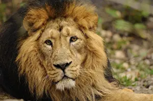 A reclining lion with a magnificent mane looks attentively into the camera