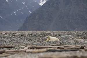 Reclining polar bear (Ursus maritimus)