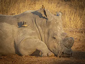 Reclining white rhinoceros (Ceratotherium simum) with sawed-off horn and oxpecker star (Buphagus) on its head