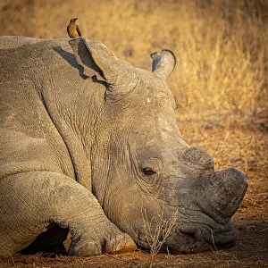 Reclining white rhinoceros (Ceratotherium simum) with sawed-off horn and oxpecker star (Buphagus) on its head