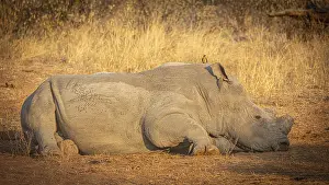 Reclining white rhinoceros (Ceratotherium simum) with sawed-off horn and oxpecker star (Buphagus) on its head